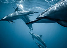 pg平台-冬奥落幕，罗马或申办2040年夏季奥运会